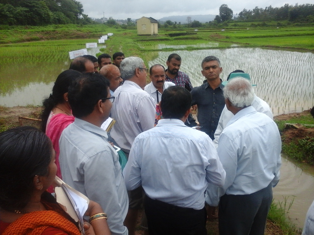 ಭತ್ತ ಬೆಳೆಗೆ ಪ್ರೋತ್ಸಾಹ ಧನ ಇಲ್ಲ: ಕೃಷ್ಣಭೈರೇಗೌಡ